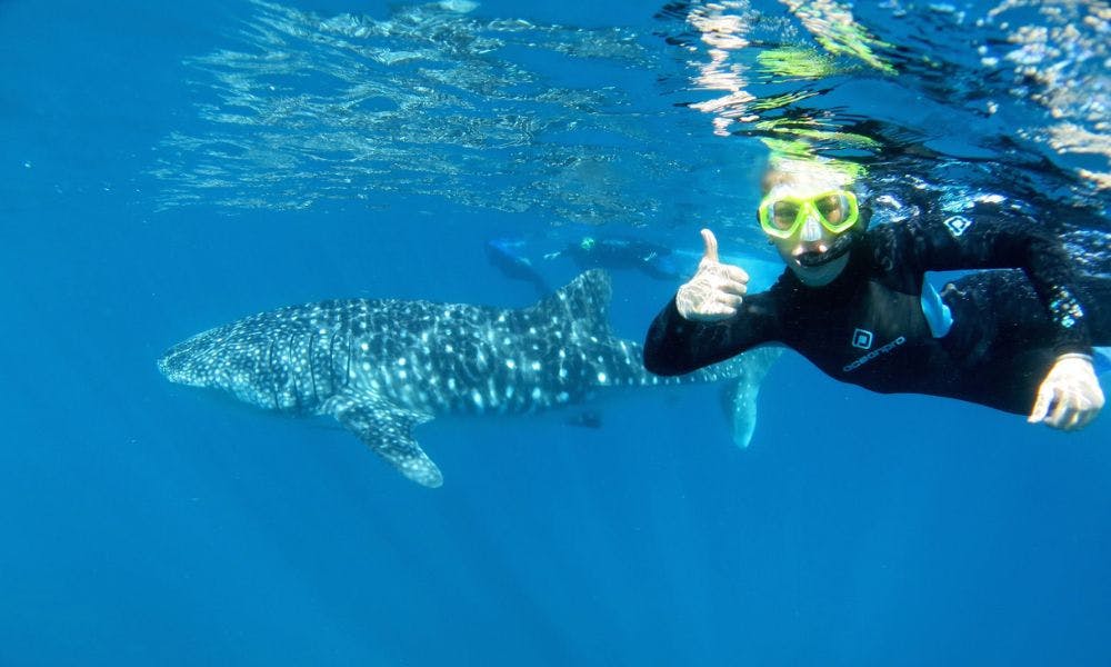 Swim with a Whale Shark