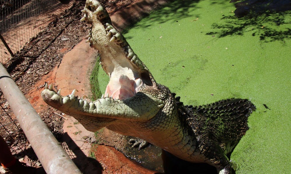 Croc Feeding 