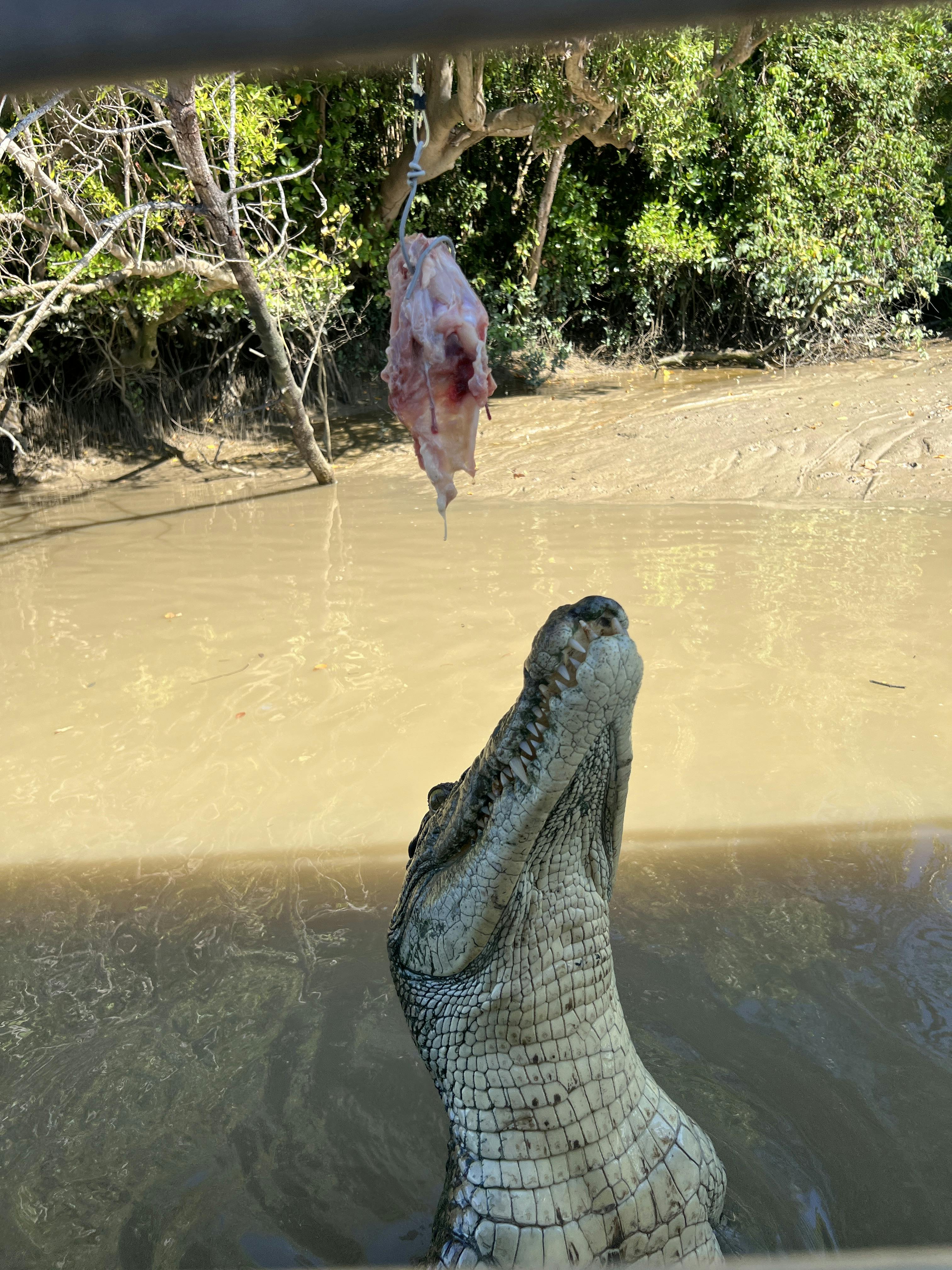 Jumping Croc Cruise