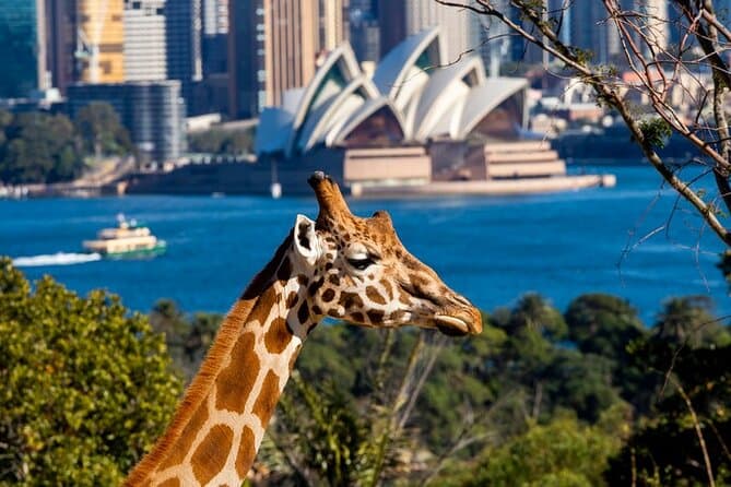 Taronga Zoo Entry & Ferry